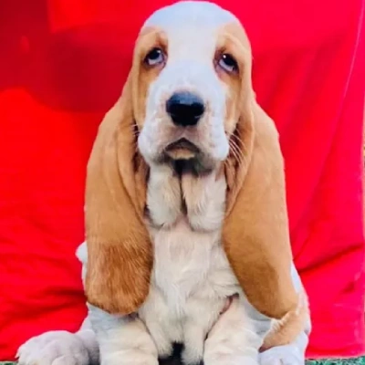 Basset Hound Price in Surat | Basset Hound Puppies for sale in Surat