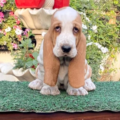 Basset Hound Price in Surat | Basset Hound Puppies for sale in Surat