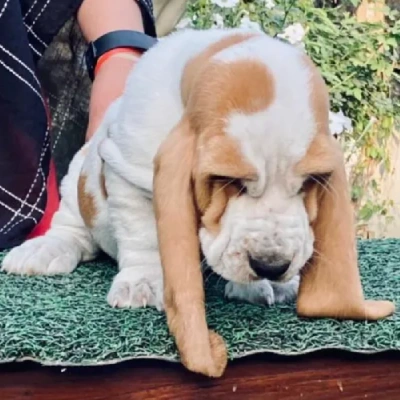 Basset Hound Price in Surat | Basset Hound Puppies for sale in Surat