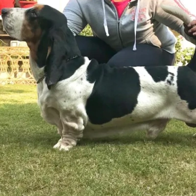 Basset Hound Price in Surat | Basset Hound Puppies for sale in Surat