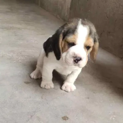Beagle Price in Chennai | Beagle Puppies for sale in Chennai