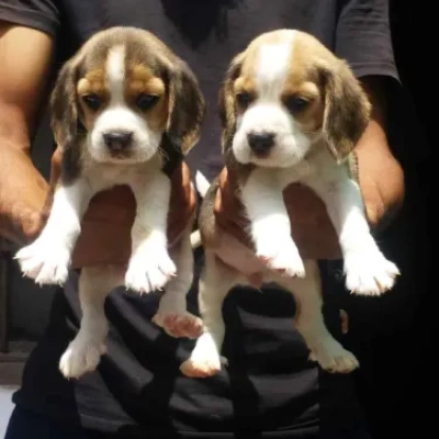 Beagle Price in Chennai | Beagle Puppies for sale in Chennai