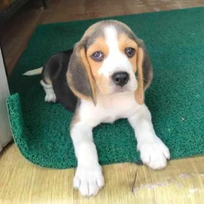 Beagle Price in Chennai | Beagle Puppies for sale in Chennai