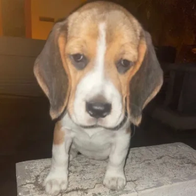 Beagle Price in Bangalore
 | Beagle Puppies for sale in Bangalore
