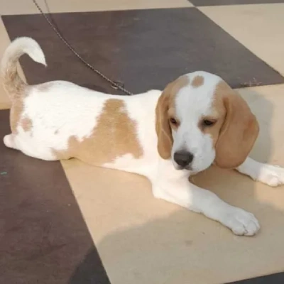 Beagle Price in Gurgaon | Beagle Puppies for sale in Gurgaon