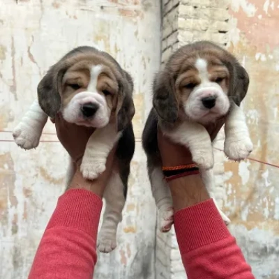 Beagle Price in Bangalore
 | Beagle Puppies for sale in Bangalore
