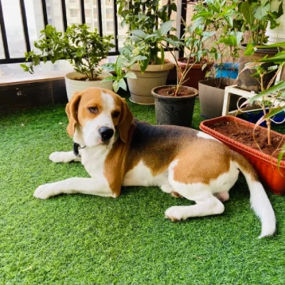 Beagle Price in Noida | Beagle Puppies for sale in Noida
