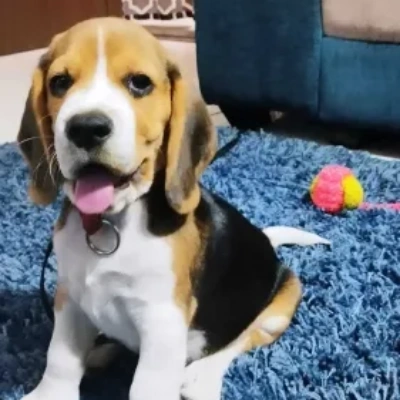 Beagle Price in Chennai | Beagle Puppies for sale in Chennai