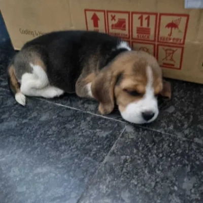 Beagle Price in Noida | Beagle Puppies for sale in Noida