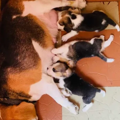 Beagle Price in Bangalore
 | Beagle Puppies for sale in Bangalore
