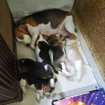 Beagle Price in Chennai | Beagle Puppies for sale in Chennai