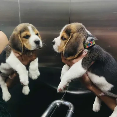 Beagle Price in Chennai | Beagle Puppies for sale in Chennai