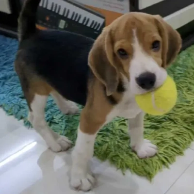 Beagle Price in Mumbai | Beagle Puppies for sale in Mumbai