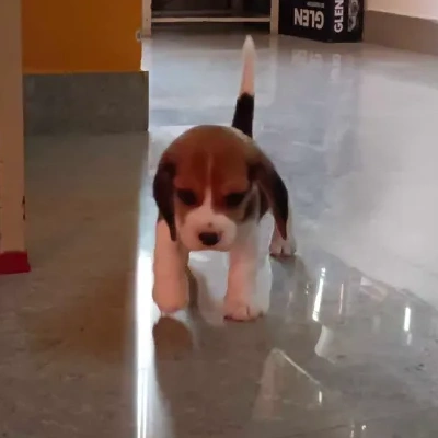 Beagle Price in Bangalore
 | Beagle Puppies for sale in Bangalore
