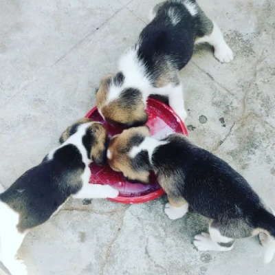 Beagle Price in Noida | Beagle Puppies for sale in Noida