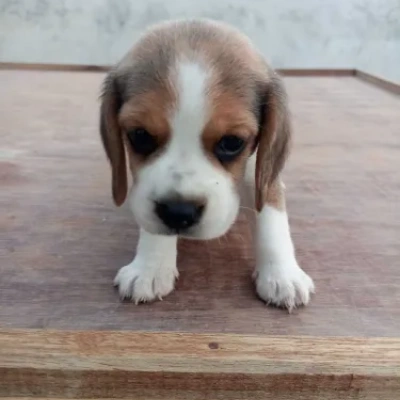 Beagle Price in Surat | Beagle Puppies for sale in Surat