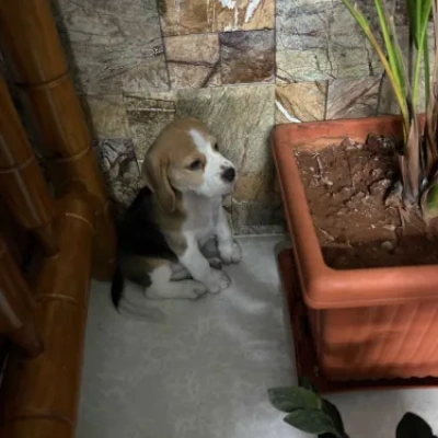 Beagle Price in Hyderabad | Beagle Puppies for sale in Hyderabad