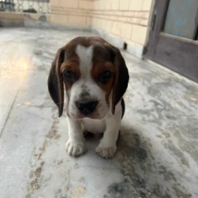 Beagle Price in Bangalore
 | Beagle Puppies for sale in Bangalore
