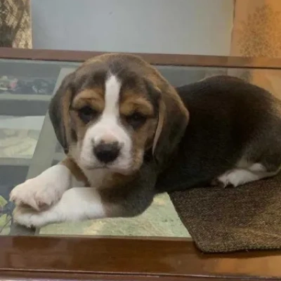 Beagle Price in Noida | Beagle Puppies for sale in Noida