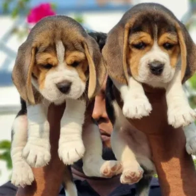 Beagle Price in Chennai | Beagle Puppies for sale in Chennai