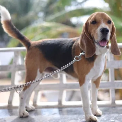Beagle Price in Pune | Beagle Puppies for sale in Pune