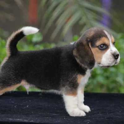 Beagle Price in Surat | Beagle Puppies for sale in Surat