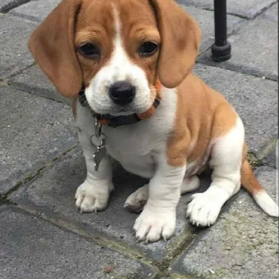 Beagle Price in Noida | Beagle Puppies for sale in Noida
