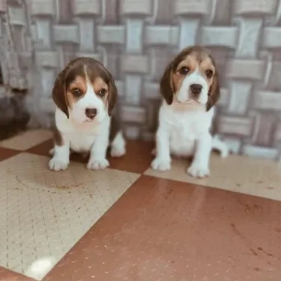Beagle Price in Chennai | Beagle Puppies for sale in Chennai