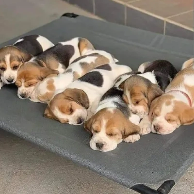 Beagle Price in Bangalore
 | Beagle Puppies for sale in Bangalore
