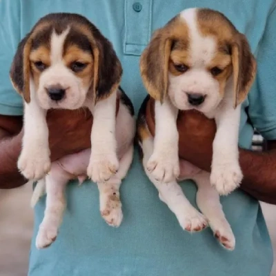 Beagle Price in Chennai | Beagle Puppies for sale in Chennai
