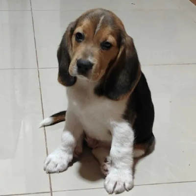 Beagle Price in Bangalore
 | Beagle Puppies for sale in Bangalore
