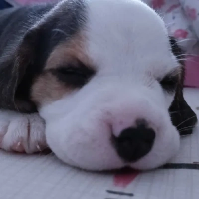 Beagle Price in Bangalore
 | Beagle Puppies for sale in Bangalore
