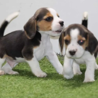 Beagle Price in Chennai | Beagle Puppies for sale in Chennai
