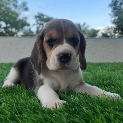 Beagle Price in Surat | Beagle Puppies for sale in Surat