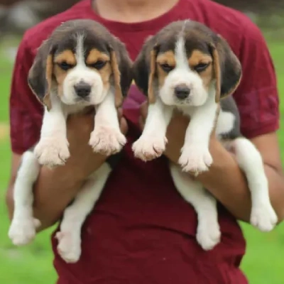 Beagle Price in Visakhapatnam | Beagle Puppies for sale in Visakhapatnam