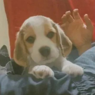 Beagle Price in Bangalore
 | Beagle Puppies for sale in Bangalore
