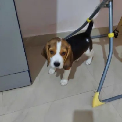 Beagle Price in Pune | Beagle Puppies for sale in Pune