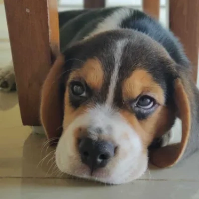 Beagle Price in Mumbai | Beagle Puppies for sale in Mumbai