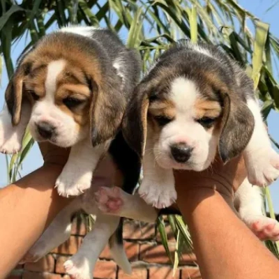 Beagle Price in Noida | Beagle Puppies for sale in Noida