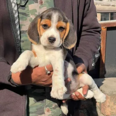 Beagle Price in Bangalore
 | Beagle Puppies for sale in Bangalore
