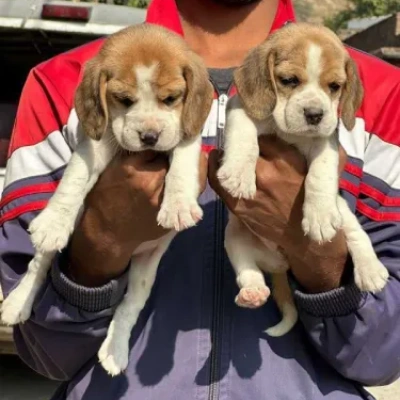 Beagle Price in Surat | Beagle Puppies for sale in Surat