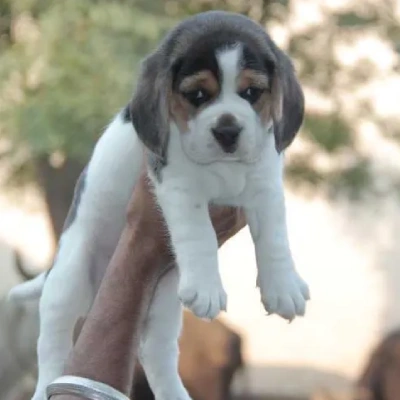 Beagle Price in Chennai | Beagle Puppies for sale in Chennai