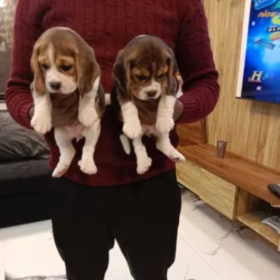 Beagle Price in Bangalore
 | Beagle Puppies for sale in Bangalore
