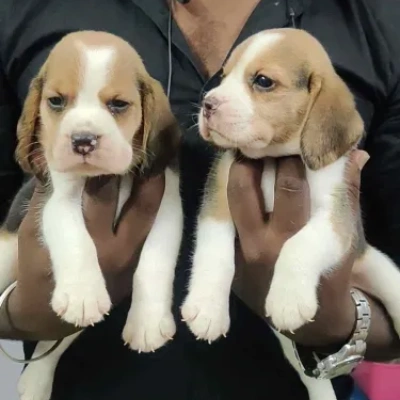 Beagle Price in Chennai | Beagle Puppies for sale in Chennai
