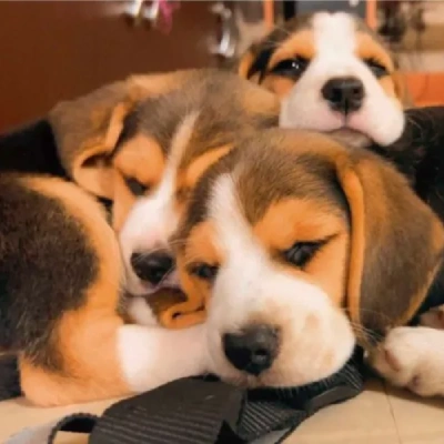 Beagle Price in Mumbai | Beagle Puppies for sale in Mumbai
