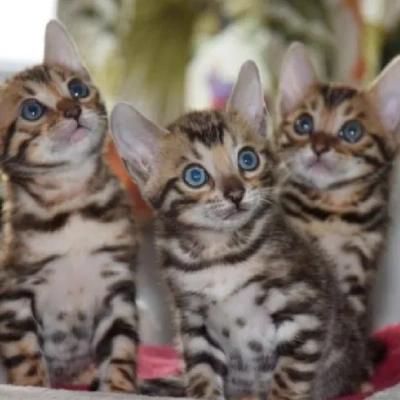 Bengal cat Price in Hyderabad | Bengal cats for sale in Hyderabad