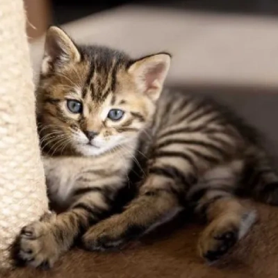 Bengal cat Price in Bangalore | Bengal cats for sale in Bangalore