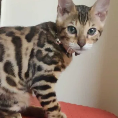 Bengal cat Price in Hyderabad | Bengal cats for sale in Hyderabad