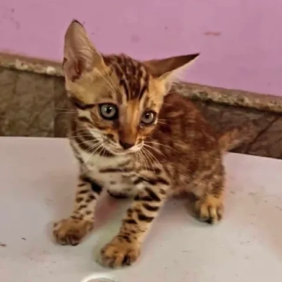 Bengal cat Price in Bangalore | Bengal cats for sale in Bangalore
