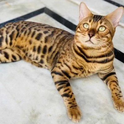 Bengal cat Price in Bangalore | Bengal cats for sale in Bangalore